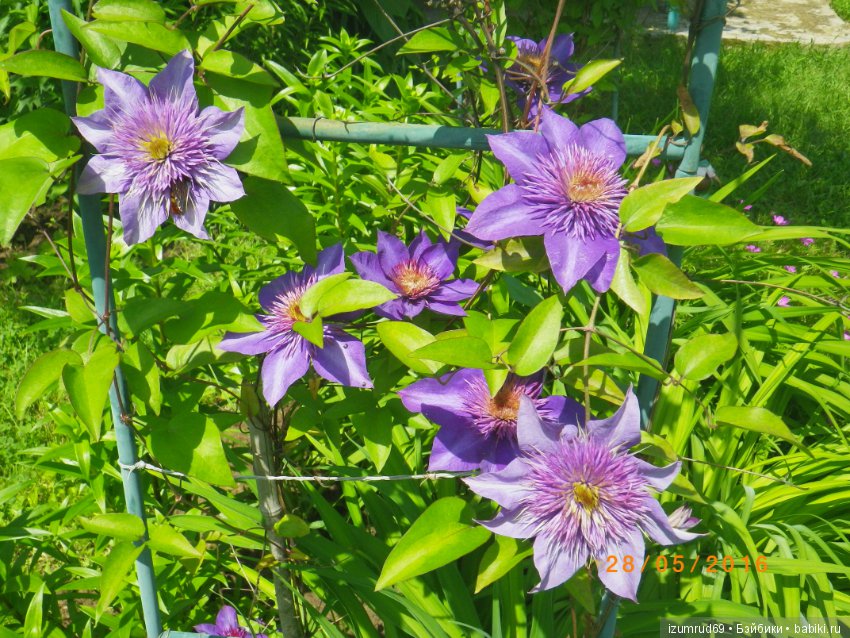 Жители моего сада. Цветы, о которых тоже хочется рассказать