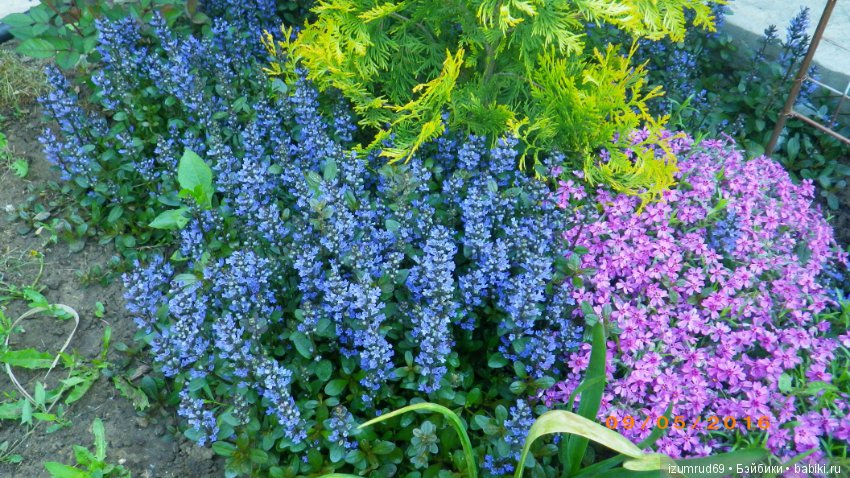 Жители моего сада. Цветы, о которых тоже хочется рассказать