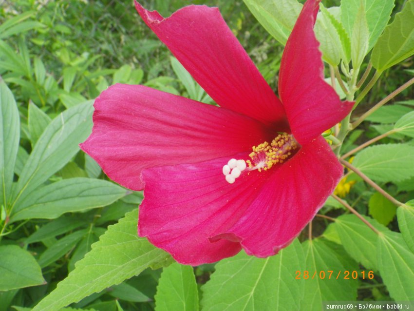 Жители моего сада. Цветы, о которых тоже хочется рассказать