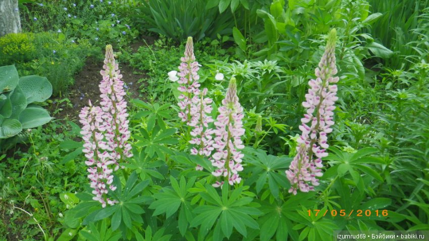 Жители моего сада. Цветы, о которых тоже хочется рассказать