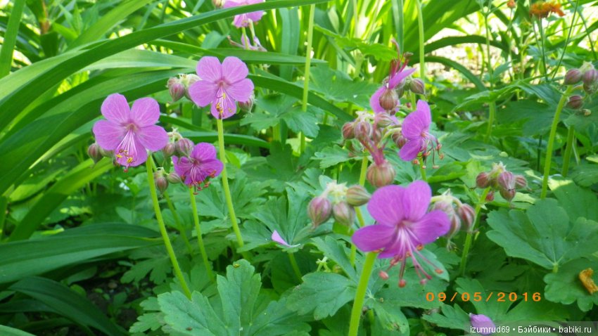 Жители моего сада. Цветы, о которых тоже хочется рассказать