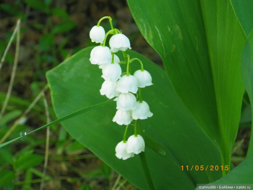 Жители моего сада. Цветы, о которых тоже хочется рассказать