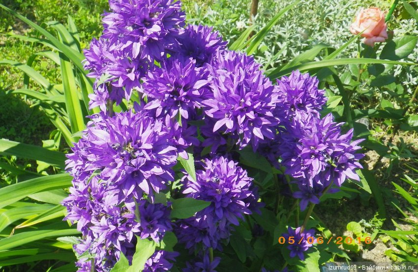 Жители моего сада. Цветы, о которых тоже хочется рассказать