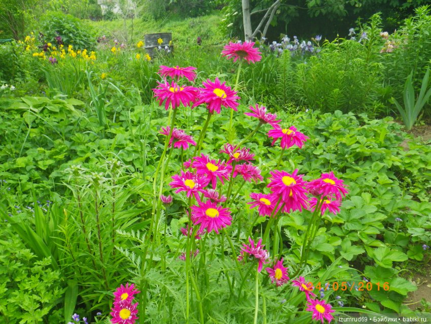 Жители моего сада. Цветы, о которых тоже хочется рассказать