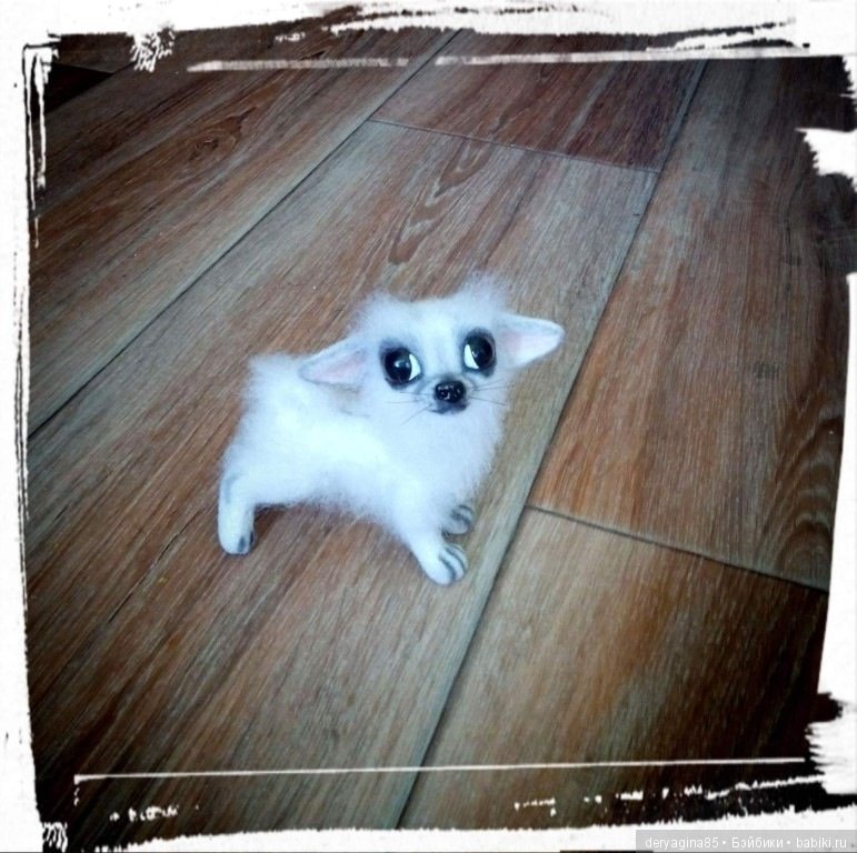 Моя первая длинношерстная чихуашечка (фото 3)