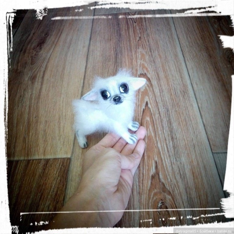 Моя первая длинношерстная чихуашечка (фото 6)