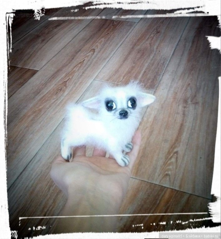 Моя первая длинношерстная чихуашечка (фото 5)