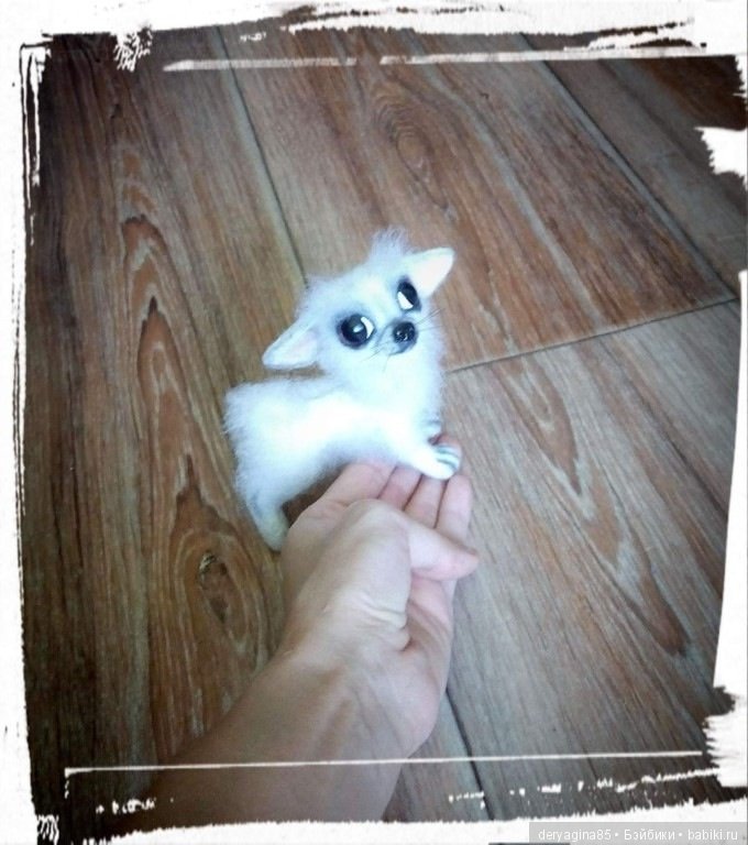 Моя первая длинношерстная чихуашечка (фото 8)