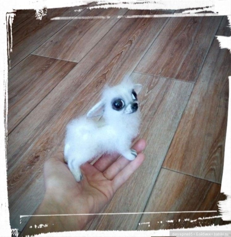 Моя первая длинношерстная чихуашечка (фото 4)