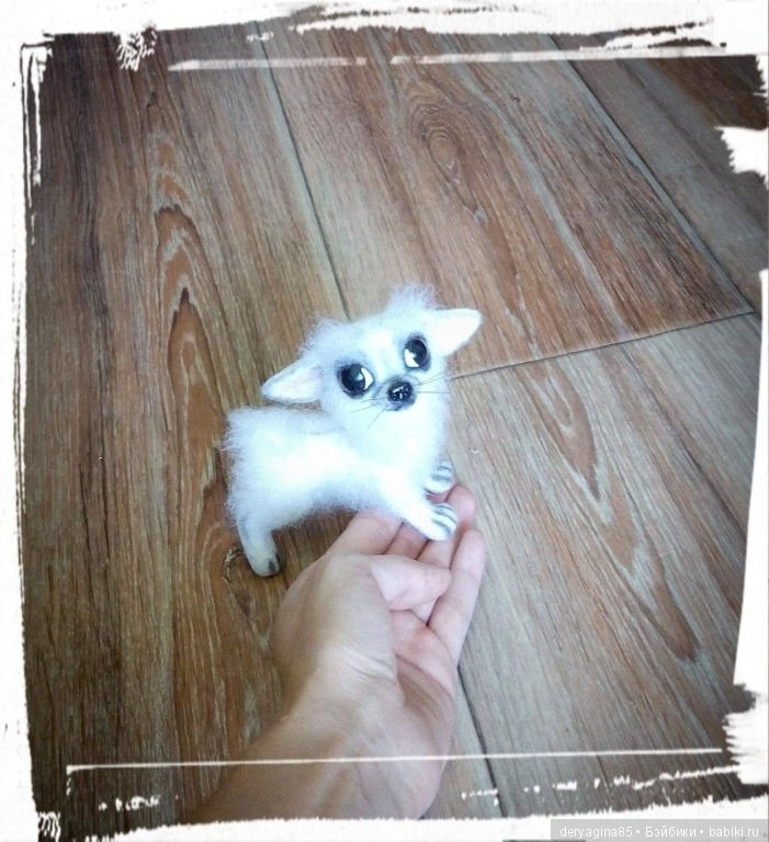 Моя первая длинношерстная чихуашечка (фото 9)