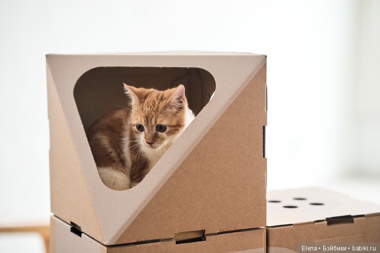 Кошачьи вещи Cat Thing — В мире животных: смешные фото питомцев и зверей (фото 8)