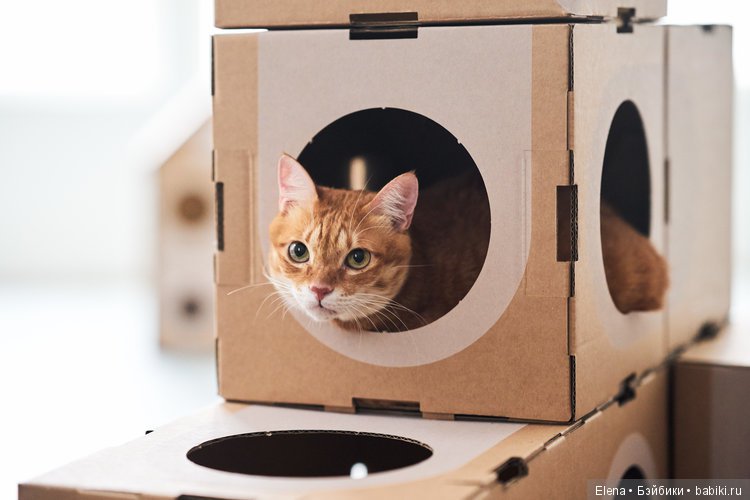 Кошачьи вещи Cat Thing — В мире животных: смешные фото питомцев и зверей (фото 7)