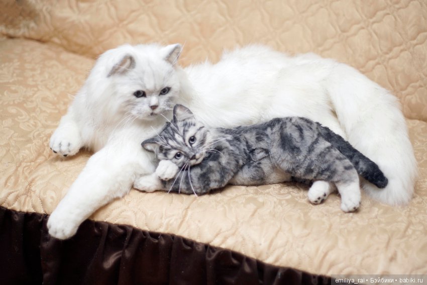 Британская длинношерстная кошечка