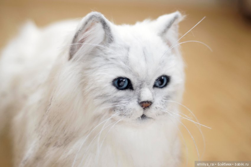 Британская длинношерстная кошечка