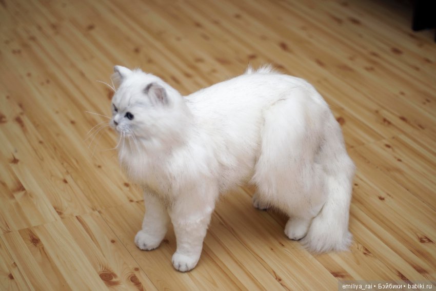 Британская длинношерстная кошечка (фото 5)