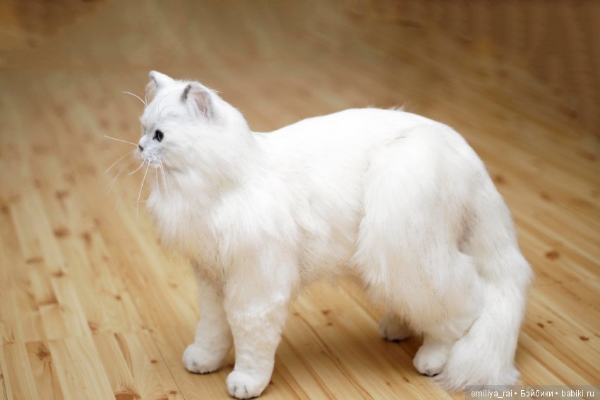 Британская длинношерстная кошечка (фото 4)