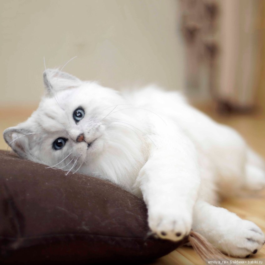 Британская длинношерстная кошечка