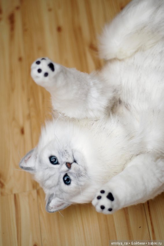 Британская длинношерстная кошечка