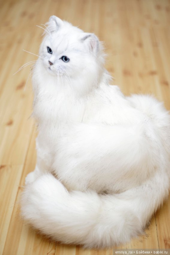 Британская длинношерстная кошечка