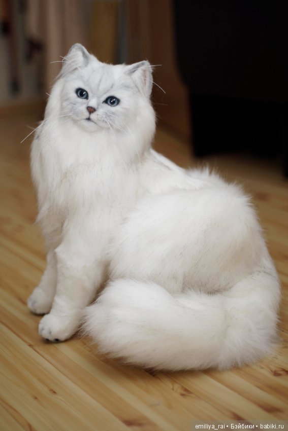 Британская длинношерстная кошечка