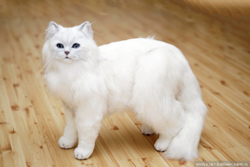 Британская длинношерстная кошечка (фото 2)
