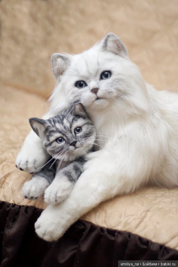 Британская длинношерстная кошечка