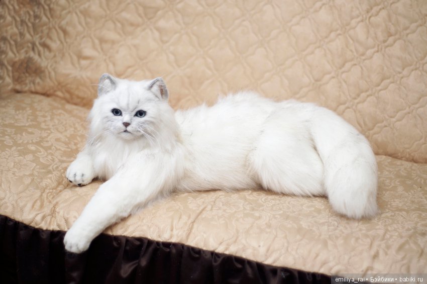 Британская длинношерстная кошечка (фото 6)