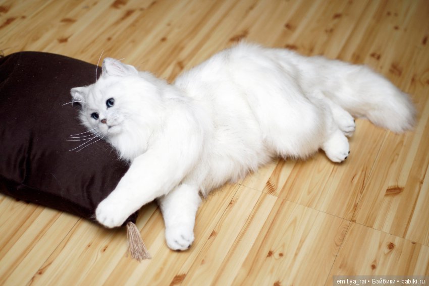 Британская длинношерстная кошечка (фото 10)