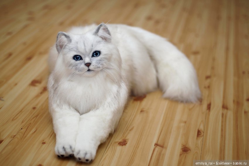 Британская длинношерстная кошечка