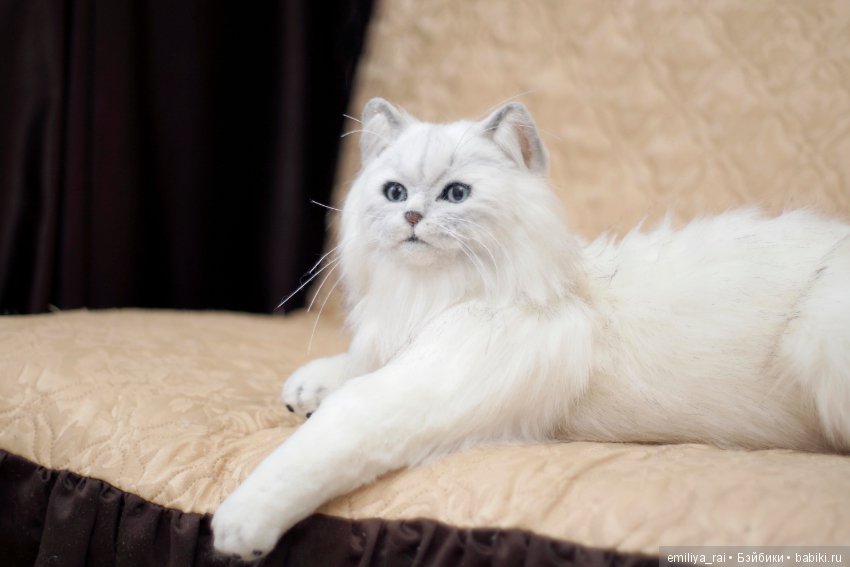Британская длинношерстная кошечка (фото 7)