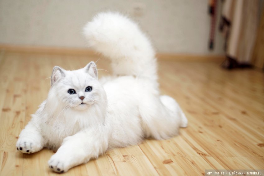 Британская длинношерстная кошечка (фото 8)