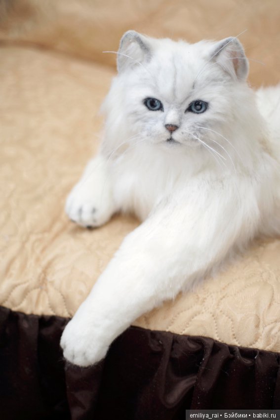 Британская длинношерстная кошечка