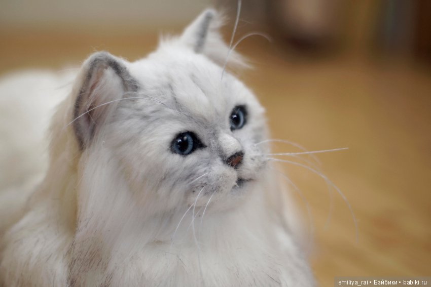 Британская длинношерстная кошечка