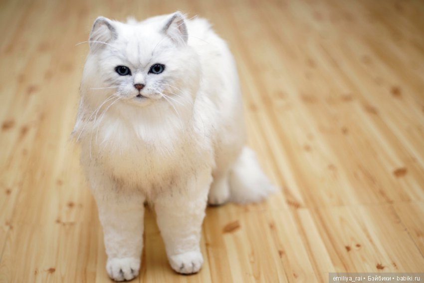 Британская длинношерстная кошечка (фото 3)
