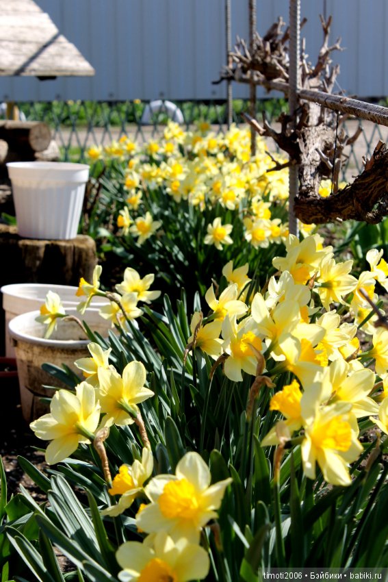 Wee Patience, малышка, которая не реборн еще раз