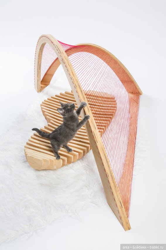 Кошачья архитектура — В мире животных: смешные фото питомцев и зверей (фото 9)