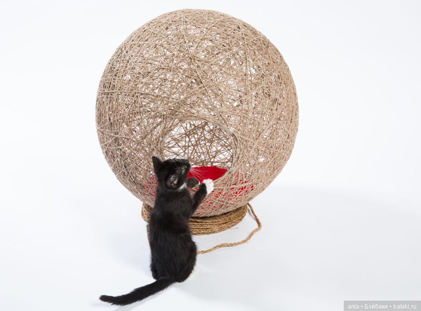 Кошачья архитектура — В мире животных: смешные фото питомцев и зверей (фото 3)