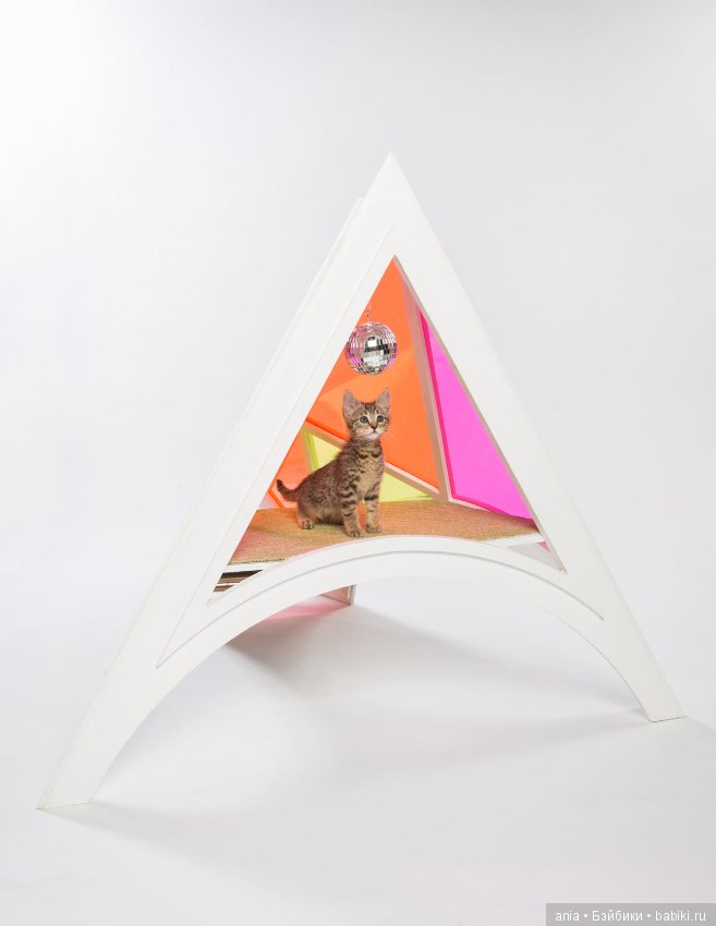 Кошачья архитектура — В мире животных: смешные фото питомцев и зверей (фото 4)