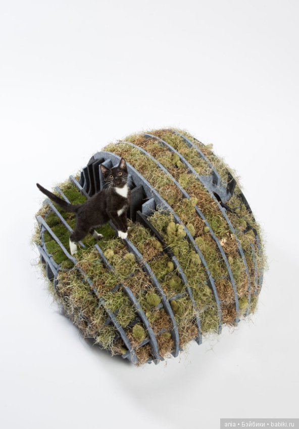 Кошачья архитектура — В мире животных: смешные фото питомцев и зверей (фото 5)