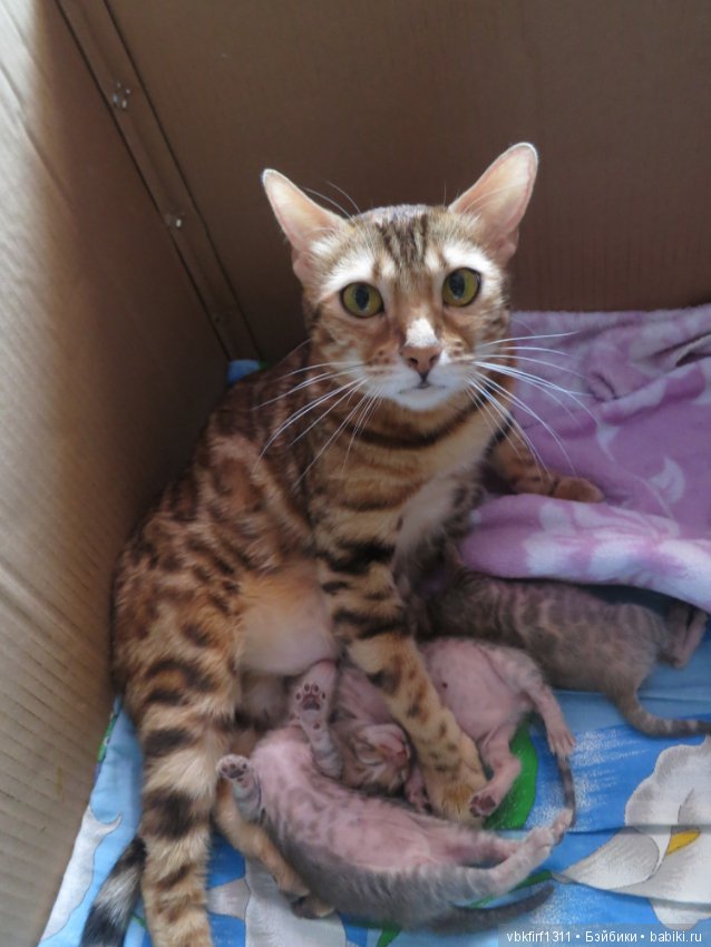 Родились котятки — Интересное и необычное: фотоподборки (фото 7)