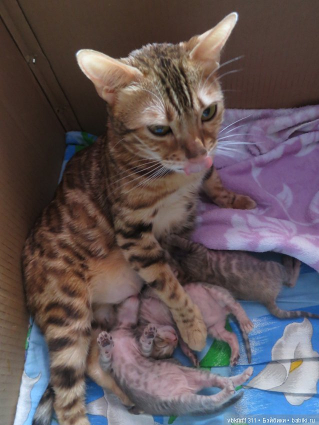 Родились котятки — Интересное и необычное: фотоподборки (фото 6)