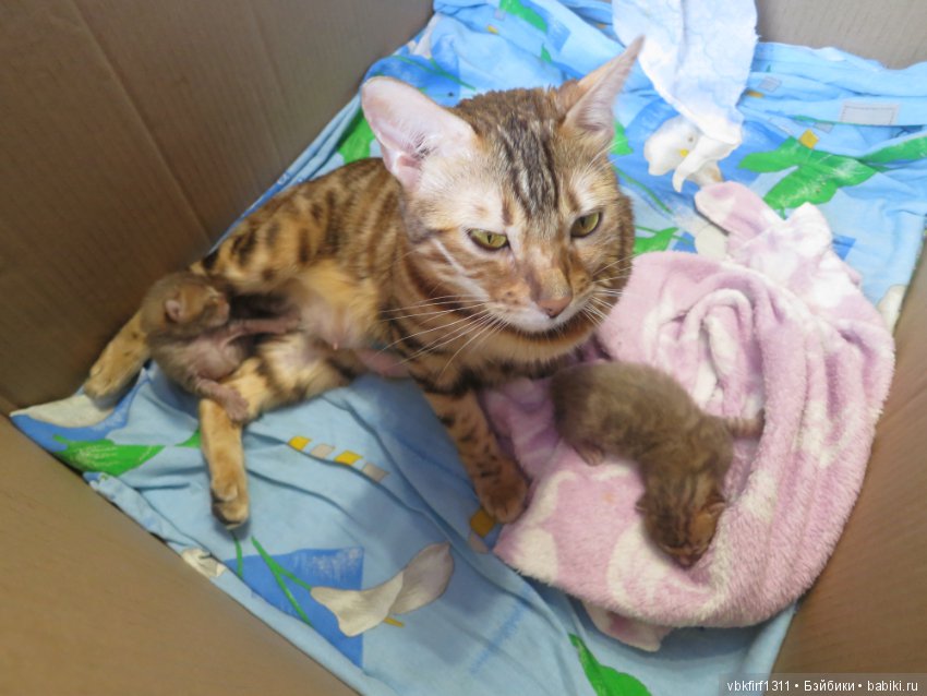 Родились котятки — Интересное и необычное: фотоподборки