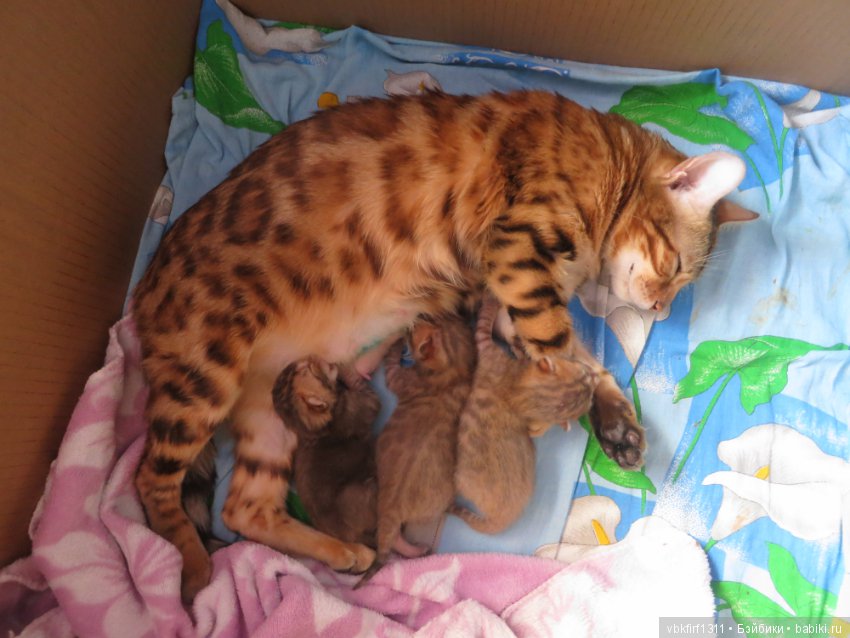 Родились котятки — Интересное и необычное: фотоподборки (фото 5)