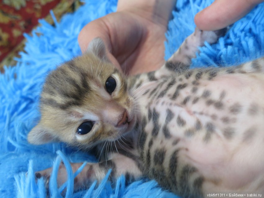 Родились котятки — Интересное и необычное: фотоподборки