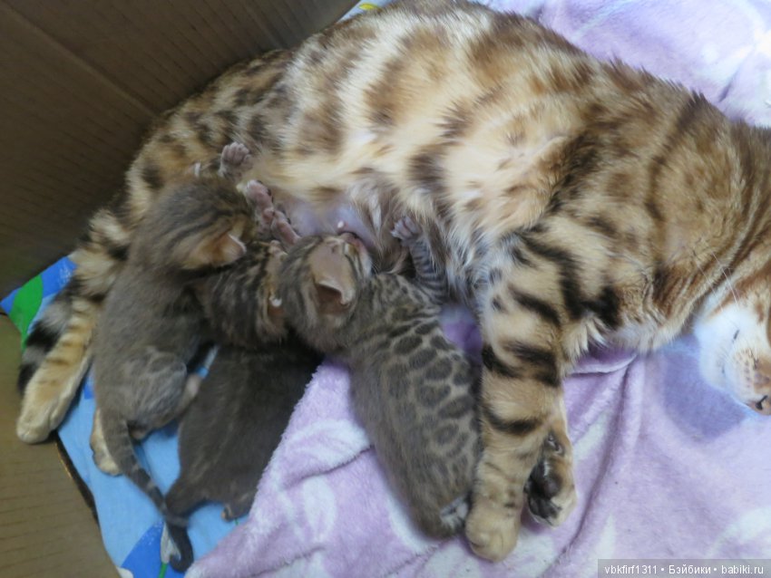 Родились котятки — Интересное и необычное: фотоподборки (фото 8)