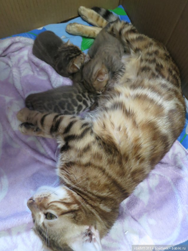 Родились котятки — Интересное и необычное: фотоподборки (фото 9)
