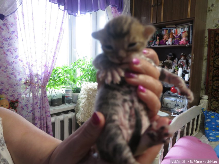 Родились котятки — Интересное и необычное: фотоподборки (фото 10)