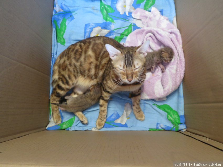 Родились котятки — Интересное и необычное: фотоподборки (фото 3)