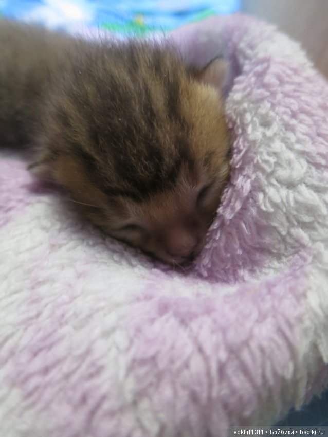 Родились котятки — Интересное и необычное: фотоподборки (фото 2)