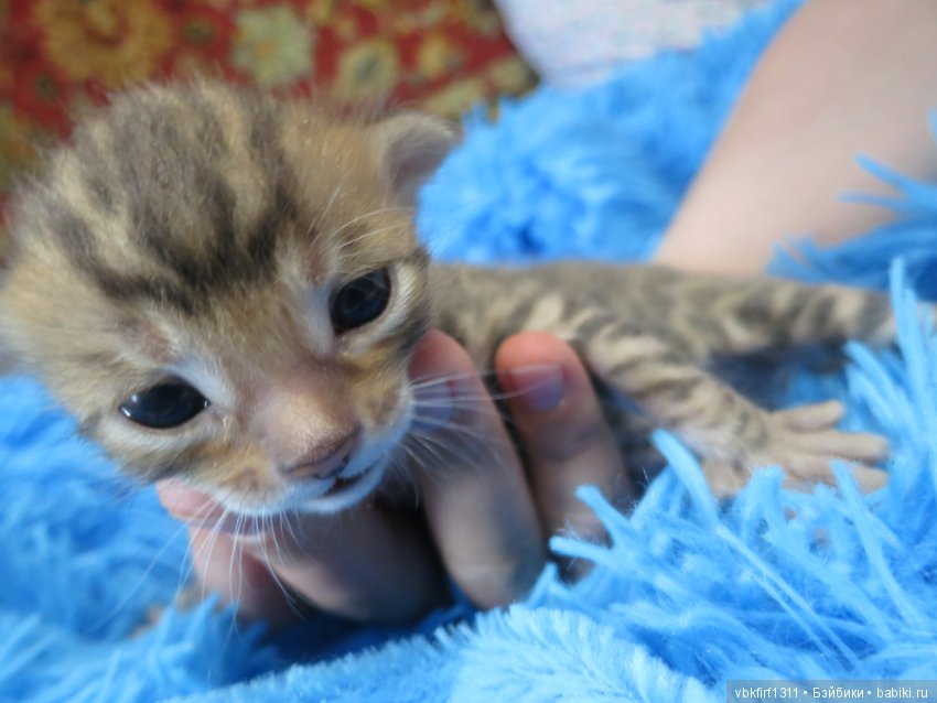 Родились котятки — Интересное и необычное: фотоподборки